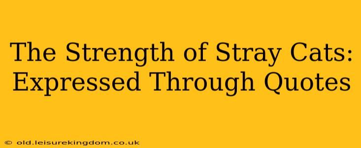 The Strength of Stray Cats: Expressed Through Quotes